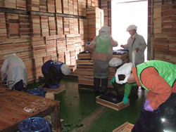 (2)塩漬けされたワカメの袋詰め作業にあたるボランティアメンバー